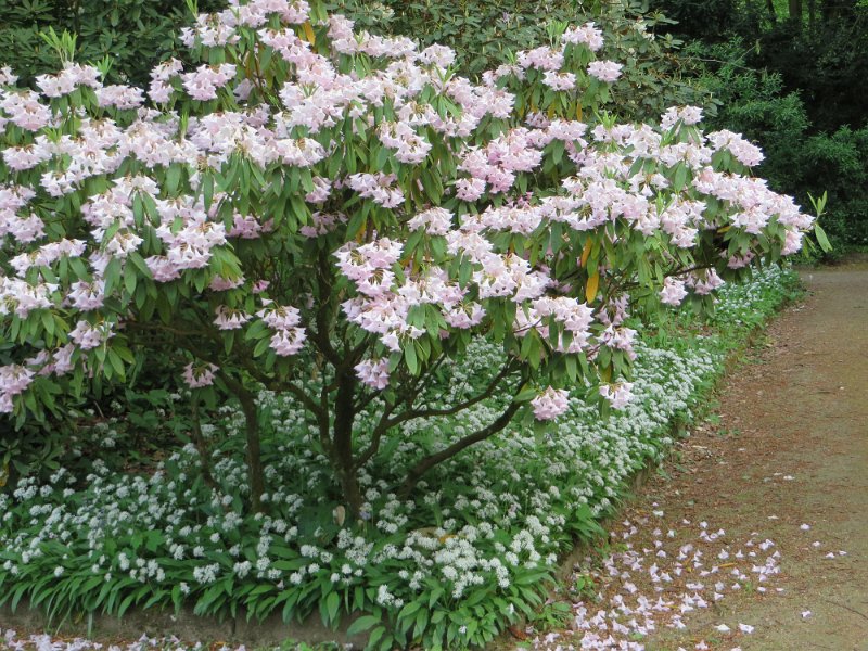 Rhododendron kalmia (1)